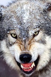 gray wolf