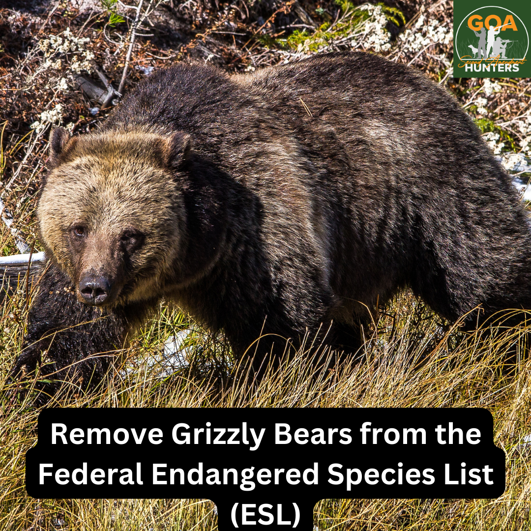 Grizzly Bear  Defenders of Wildlife